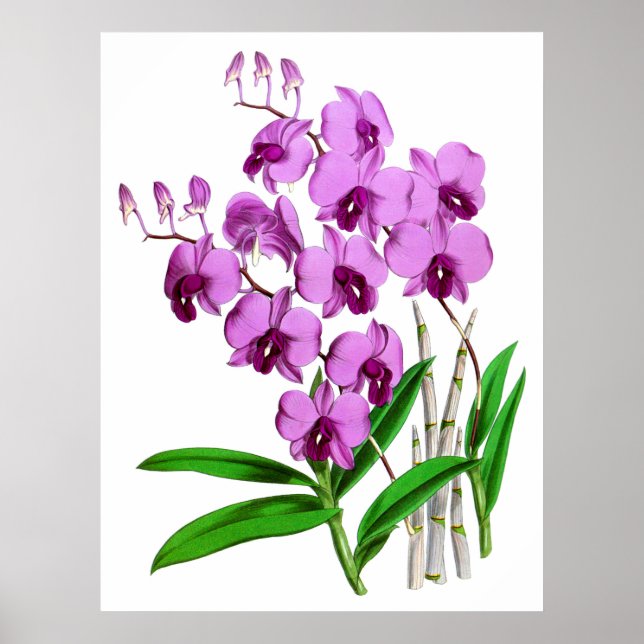 Affiche Fleur d'orchidée Vintage mauve violette Agenta (Devant)