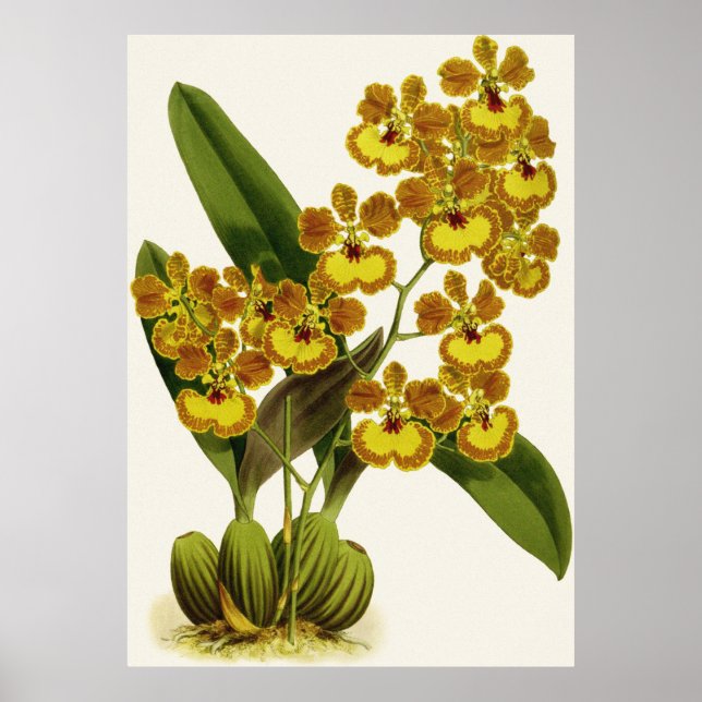 Affiche Fleur d'orchidée vintage Oncidium Gardneri (Devant)