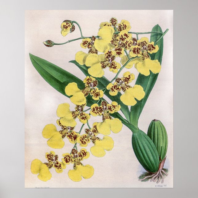 Affiche Fleur d'orchidée vintage Oncidium Marshallianum (Devant)