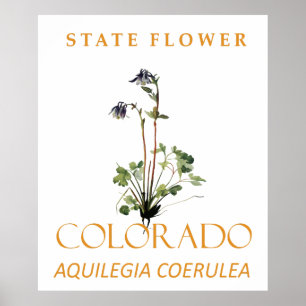 Affiche Fleur du territoire du Colorado Aquilegia coerulea