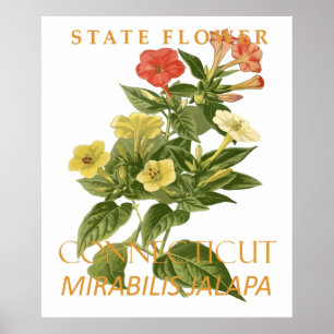 Affiche Fleur du Territoire du Connecticut Mirabilis jalap