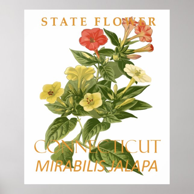 Affiche Fleur du Territoire du Connecticut Mirabilis jalap (Devant)
