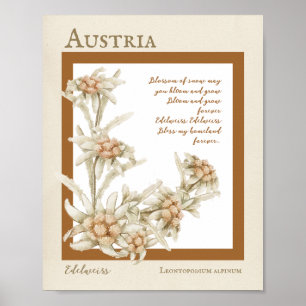 Affiche Fleur Edelweiss Autriche