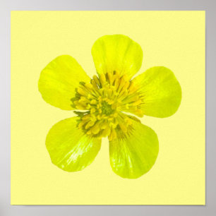 Affiche Fleur en beaming Buttercup - transparent.