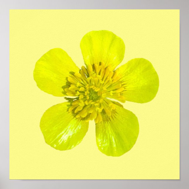 Affiche Fleur en beaming Buttercup - transparent. (Devant)
