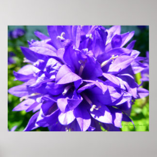 Affiche Fleur en grappe (Campanula glomerata Superba)