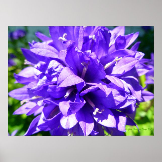 Affiche Fleur en grappe (Campanula glomerata Superba) (Devant)
