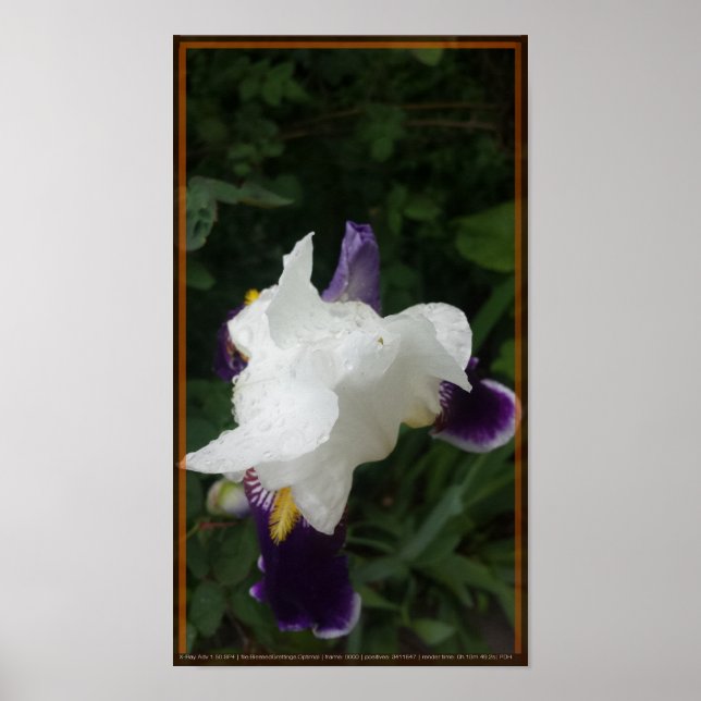 Affiche Fleur épique 2 (Devant)