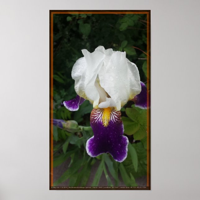 Affiche Fleur épique 3 (Devant)