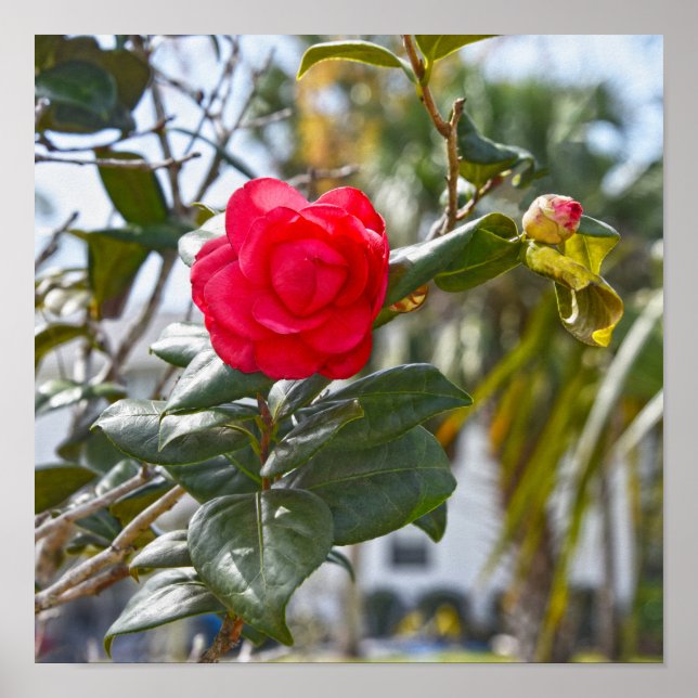 Affiche Fleur et bourgeon de camélia rouge cerise (Devant)