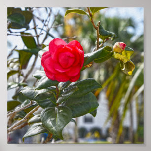 Affiche Fleur et bourgeon rouge cerise Camellia