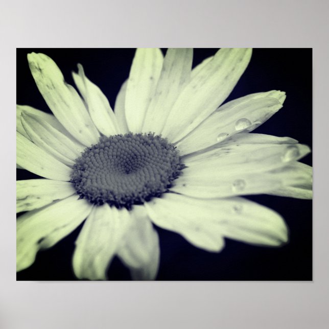 Affiche Fleur Faisceau Noir Et Blanc (Devant)