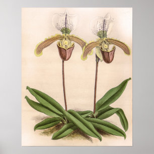 Affiche Fleur florale d'orchidée Cypripedium vintage