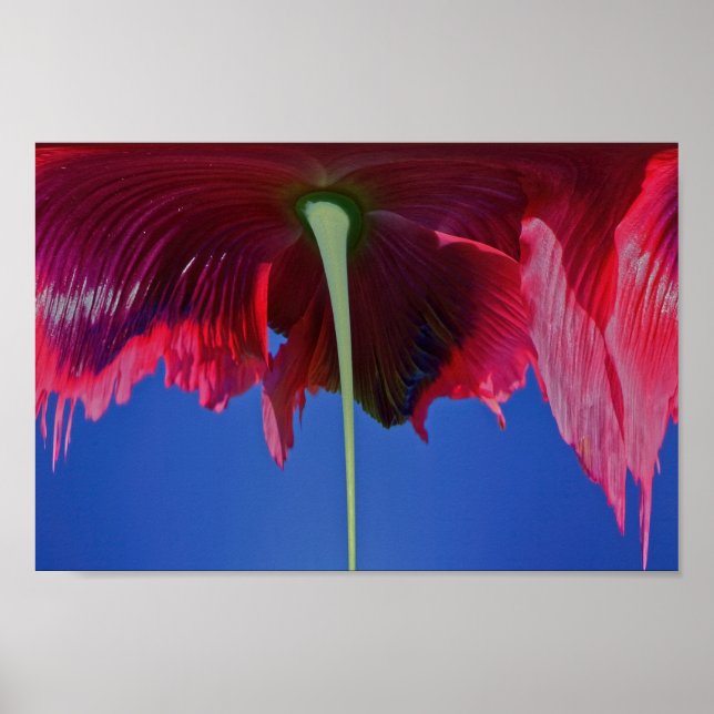 Affiche Fleur fondue (Devant)