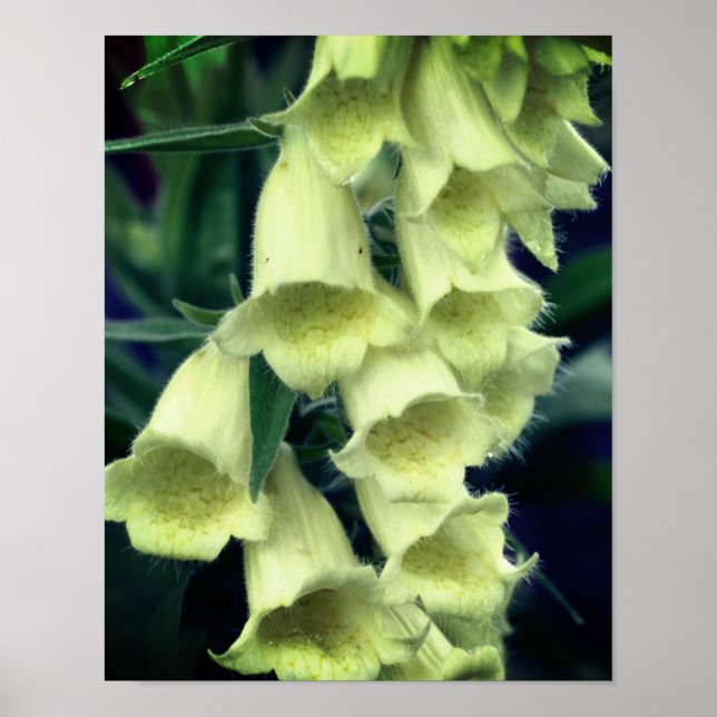 Affiche Fleur Foxglove crémeuse (Devant)
