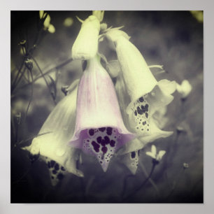 Affiche Fleur Foxglove Rose Noir Et Blanc Couleur Partiell