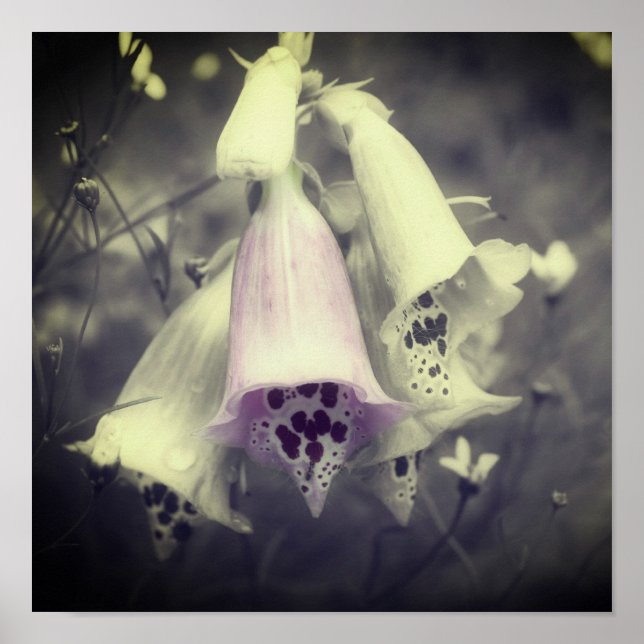Affiche Fleur Foxglove Rose Noir Et Blanc Couleur Partiell (Devant)