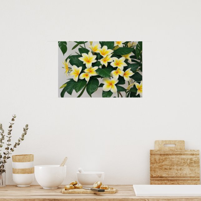Affiche Fleur Frangipani blanc (Cuisine)