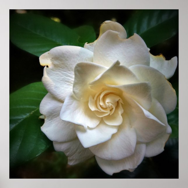 Affiche Fleur Gardenia blanche (Devant)
