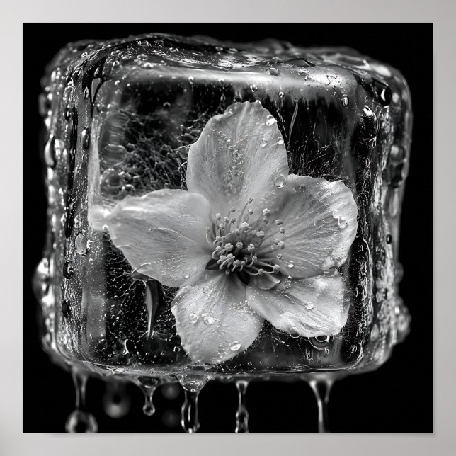 Affiche Fleur gelée fondant la glace (Devant)