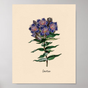 Affiche Fleur Gentien