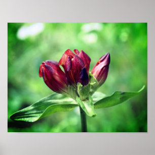 Affiche Fleur Gentienne Rouge En Fleur Gros