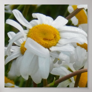 Affiche Fleur heureuse - visage heureux de marguerite sour