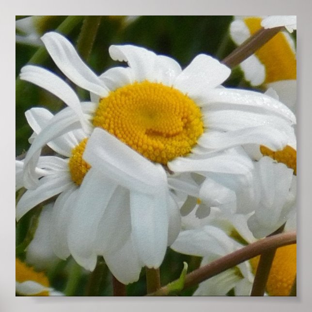 Affiche Fleur heureuse - visage heureux de marguerite sour (Devant)