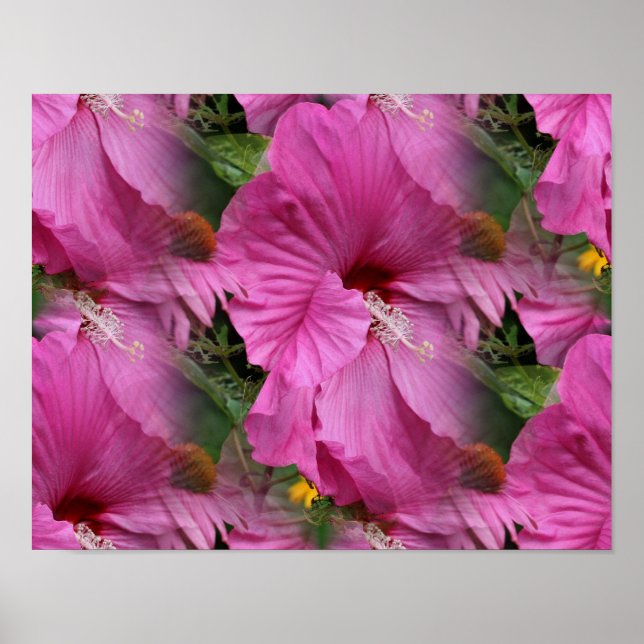 Affiche Fleur Hibiscus rose Multipliée (Devant)