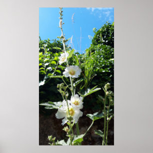 Affiche Fleur Hollyhocks, Alcea Alba