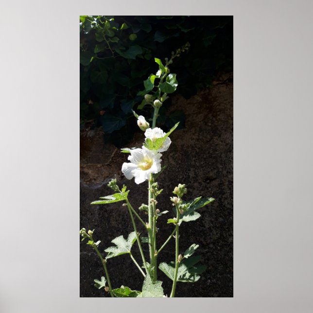 Affiche Fleur Hollyhocks, Alcea Alba (Devant)