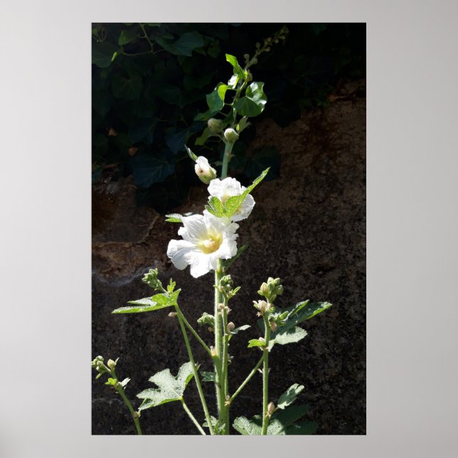 Affiche Fleur Hollyhocks, Alcea Alba (Devant)