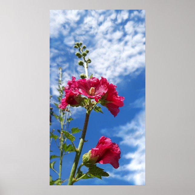 Affiche Fleur Hollyhocks, Alcea Rosea (Devant)