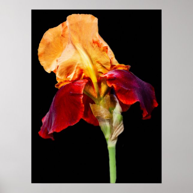 Affiche Fleur Iris (Devant)