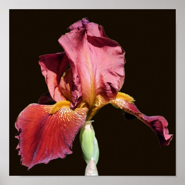 Affiche Fleur Iris à base de bière racine (Devant)