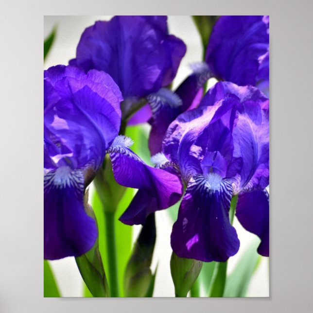 Affiche Fleur Iris Iris Violet (Devant)