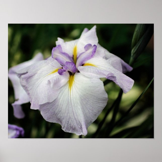 Affiche Fleur Iris Japonaise En Fleur (Devant)