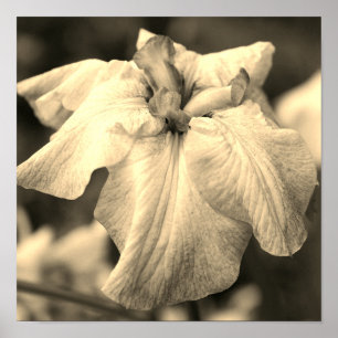 Affiche Fleur Iris Japonaise Fermer Sepia Tint