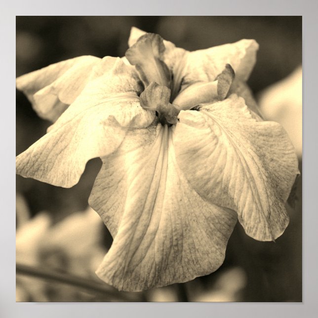 Affiche Fleur Iris Japonaise Fermer Sepia Tint (Devant)