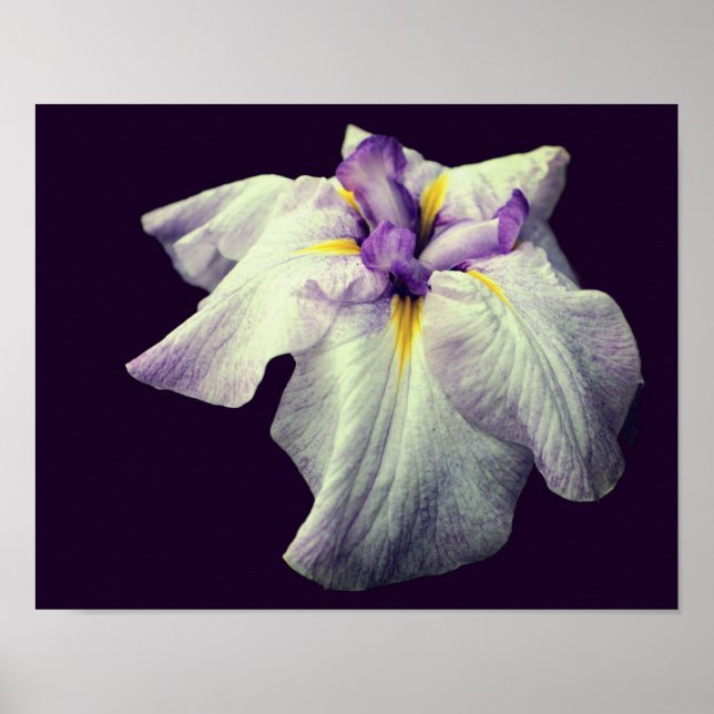 Affiche Fleur Iris Japonaise Violet Gros plan (Devant)