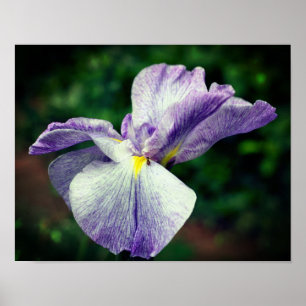 Affiche Fleur Iris Japonaise Violet Se Dépliant