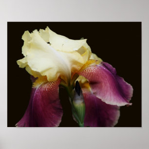 Affiche Fleur Iris Jaune