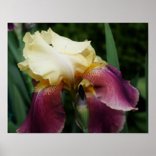 Affiche Fleur Iris Jaune