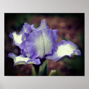 Affiche Fleur Iris Lavande Et Blanc