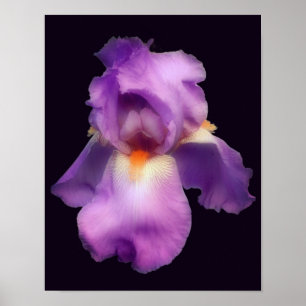 Affiche Fleur Iris Lavande Rêve