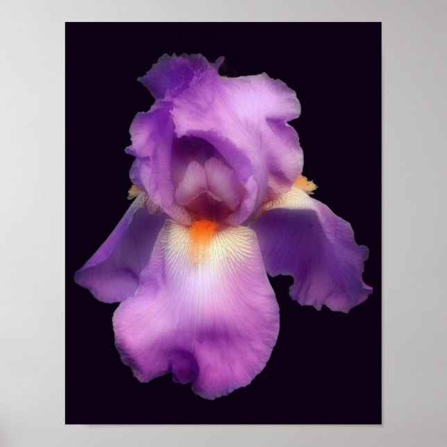 Affiche Fleur Iris Lavande Rêve (Devant)