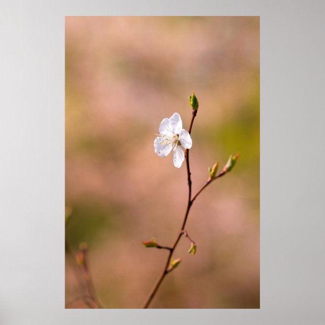 Affiche Fleur japonaise d'abricot (Devant)