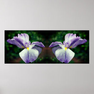 Affiche Fleur japonaise Iris dépliant miroir Abstrait