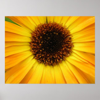Affiche fleur jaune