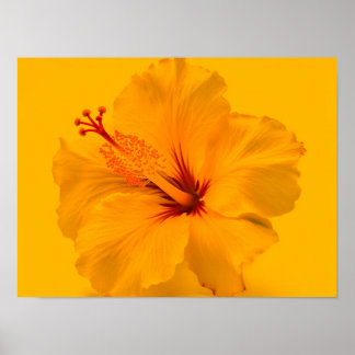 Affiche Fleur jaune